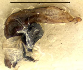 Media type: image;   Entomology 31306 Aspect: genitalia